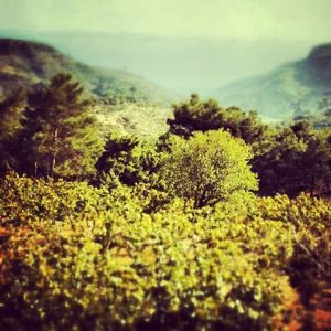 1380620_10151880888637398_206820061_n