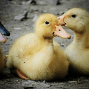 Screen Shot 2014-12-01 at 9.47.24 AM